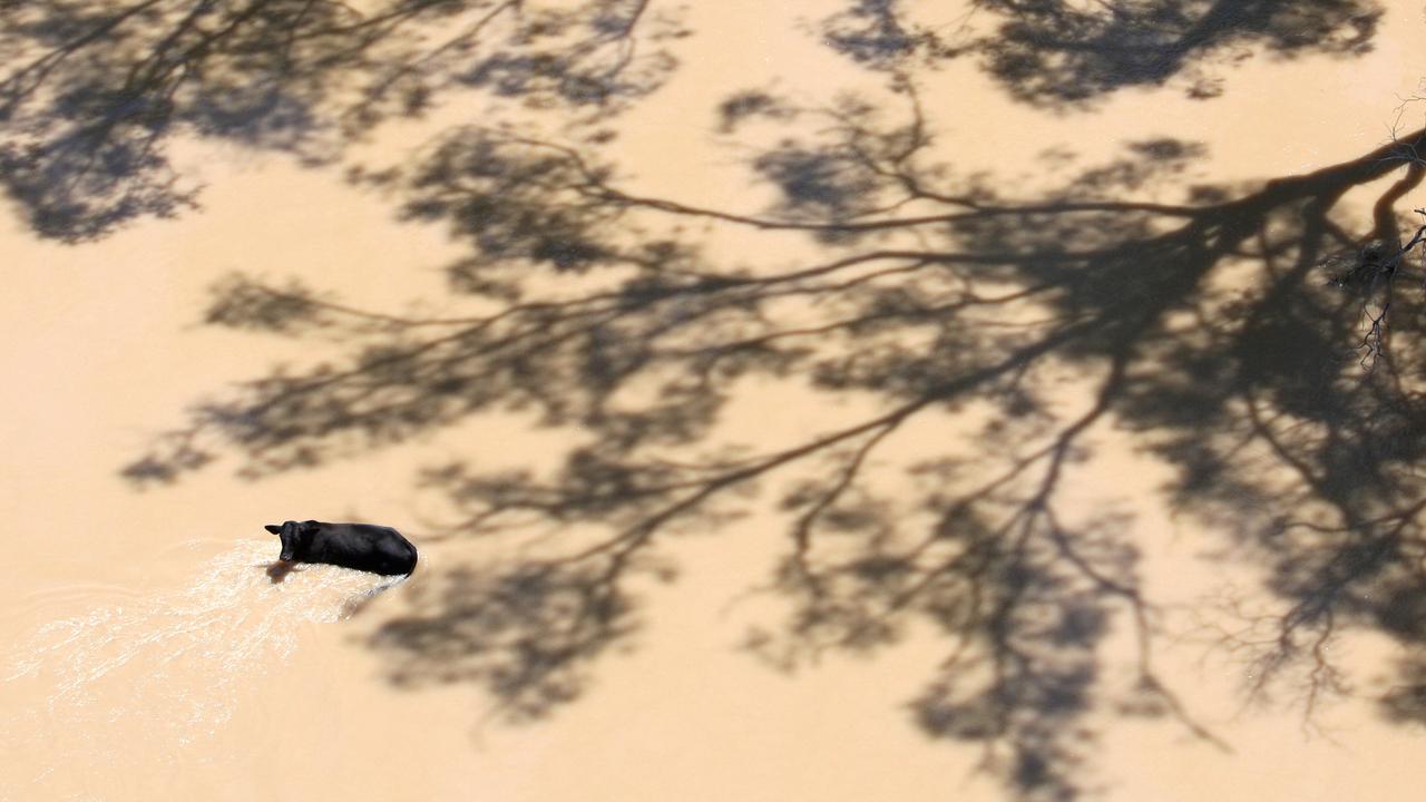 A cow is stranded in floodwaters