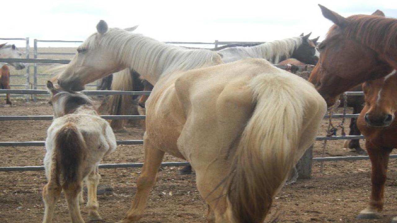 Malnourished horses neglected at a property