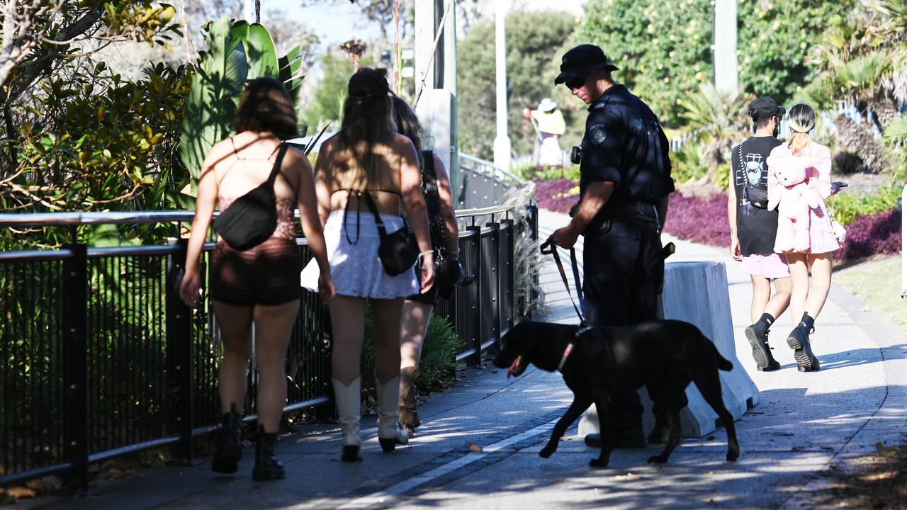 A NSW Police drug sniffer dog (file image)