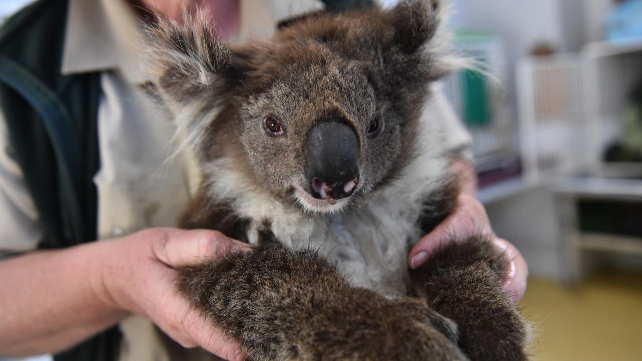 A rescued koala (file image)