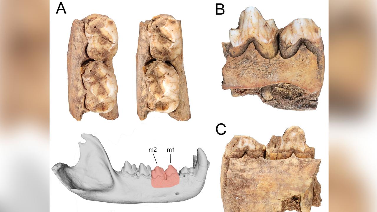 Ancient Tasmanian devil bones from Juukan Gorge