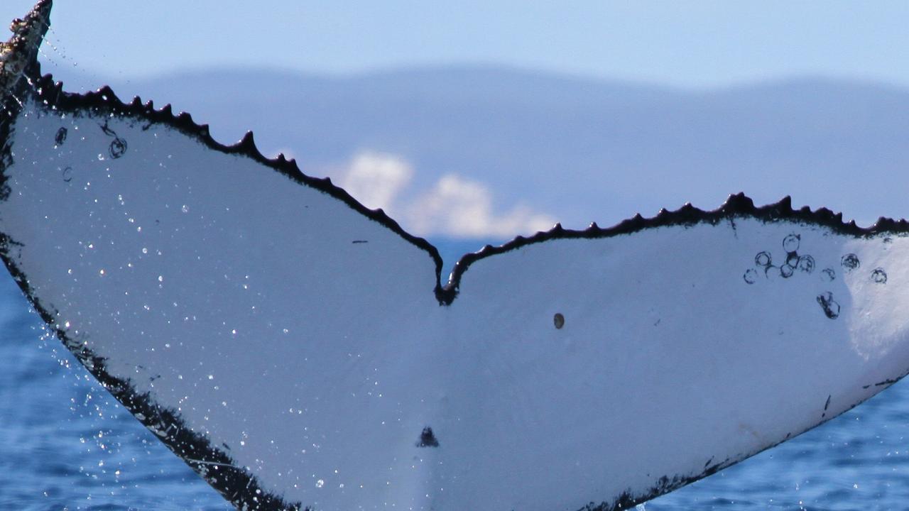 WHALE MIGRATION