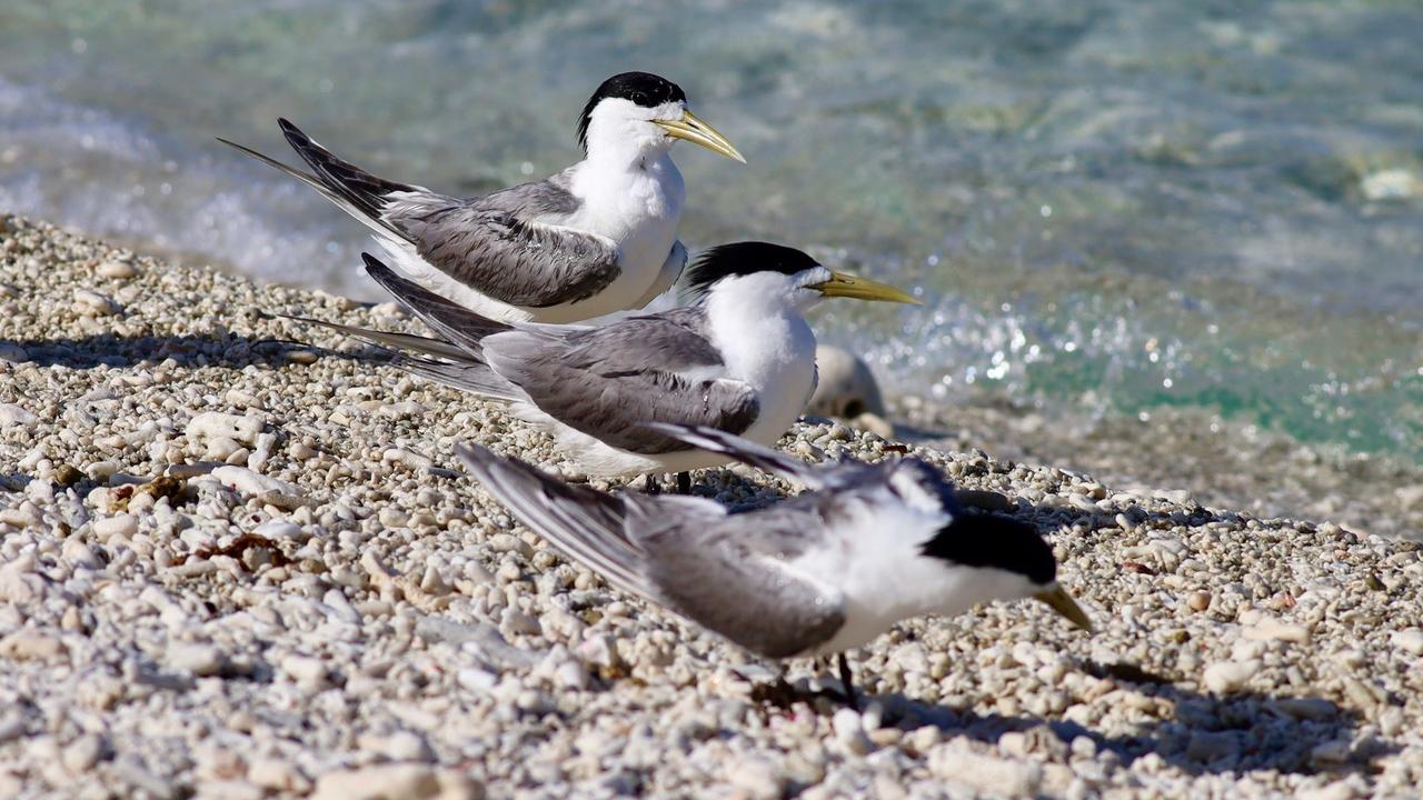 Greater crested terns