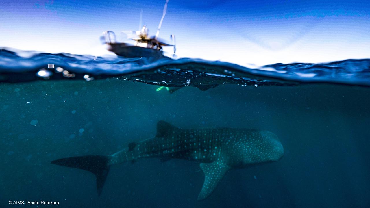 A whale shark swimming under a research vessel at Ningaloo Reef