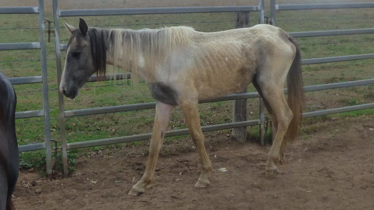 Malnourished horses neglected at the property of a horse trader