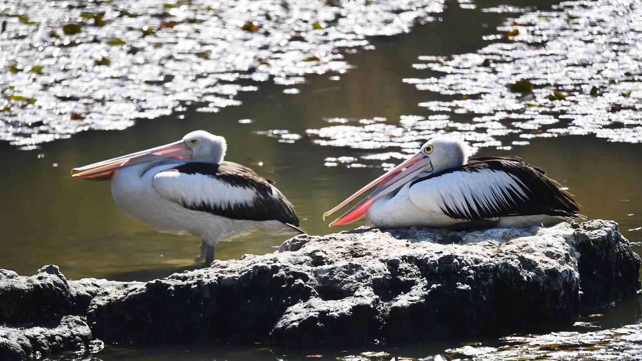 A pelican rests at the Berrinba Wetlands in Logan.