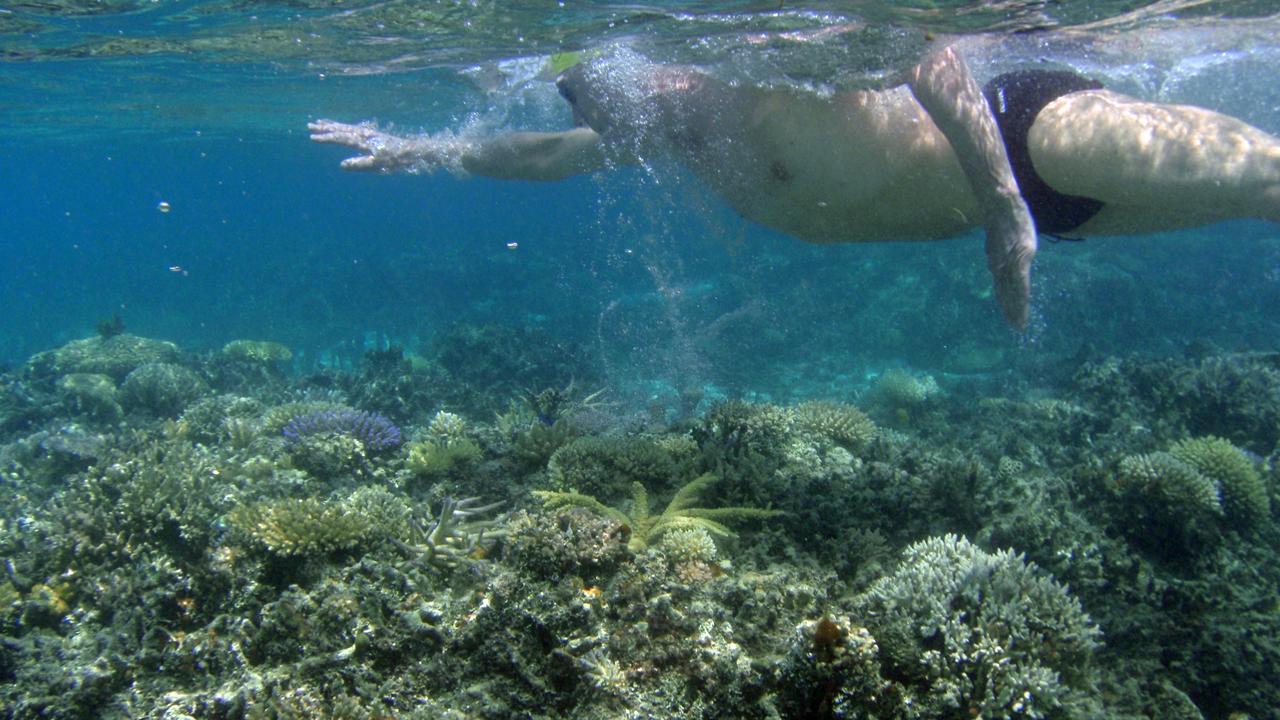 A person swims near a reef (file image)