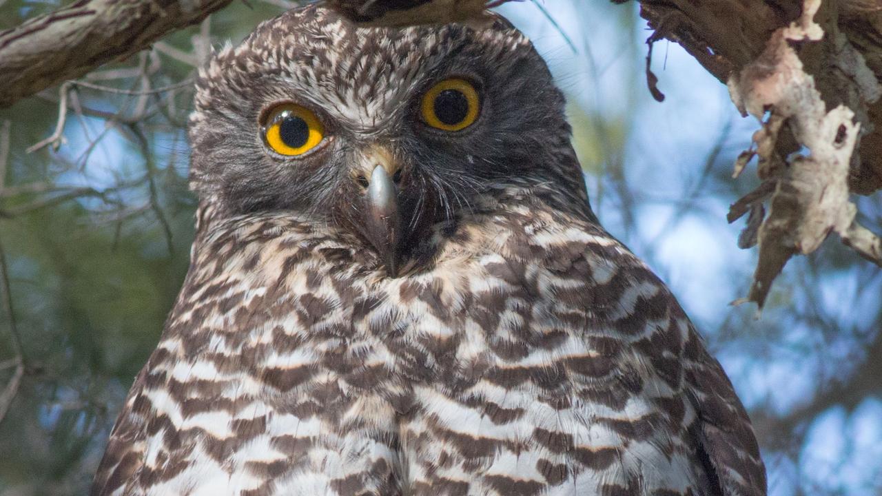 A powerful owl