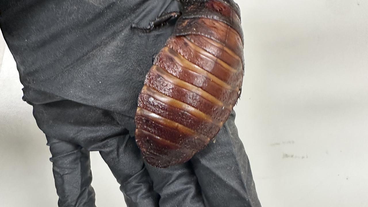 EXOTIC COCKROACHES