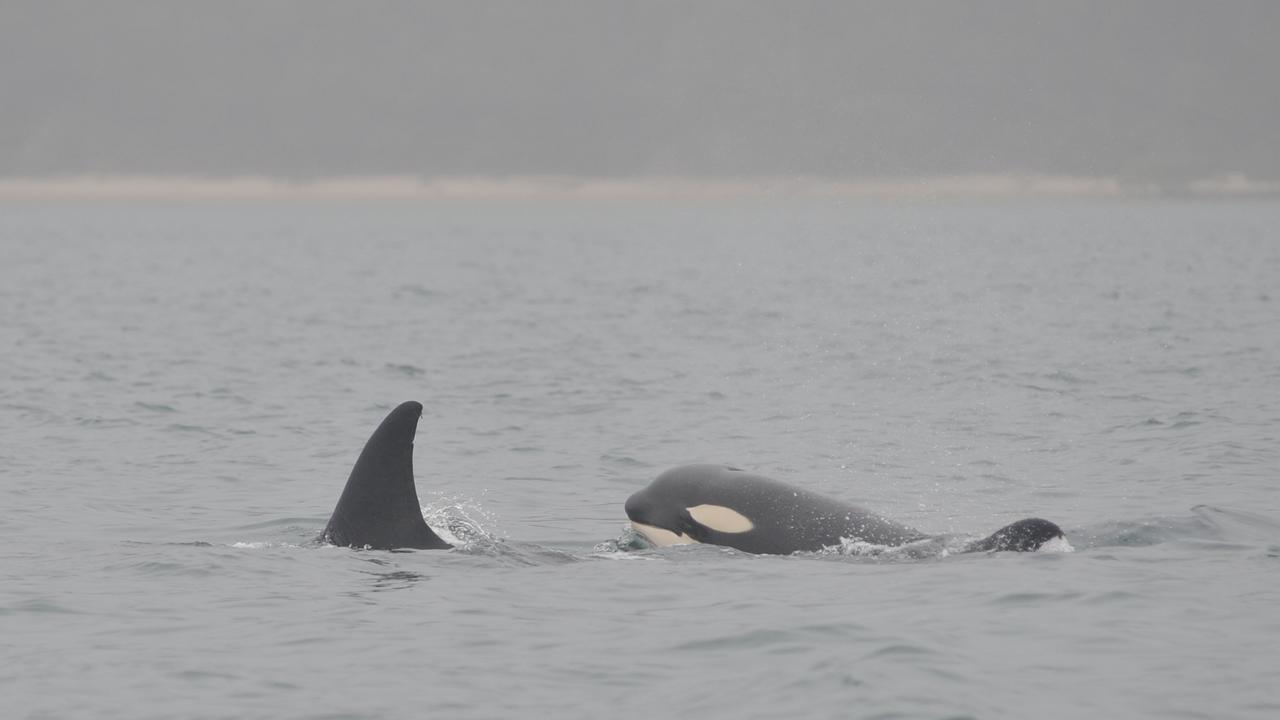 Killer whales 