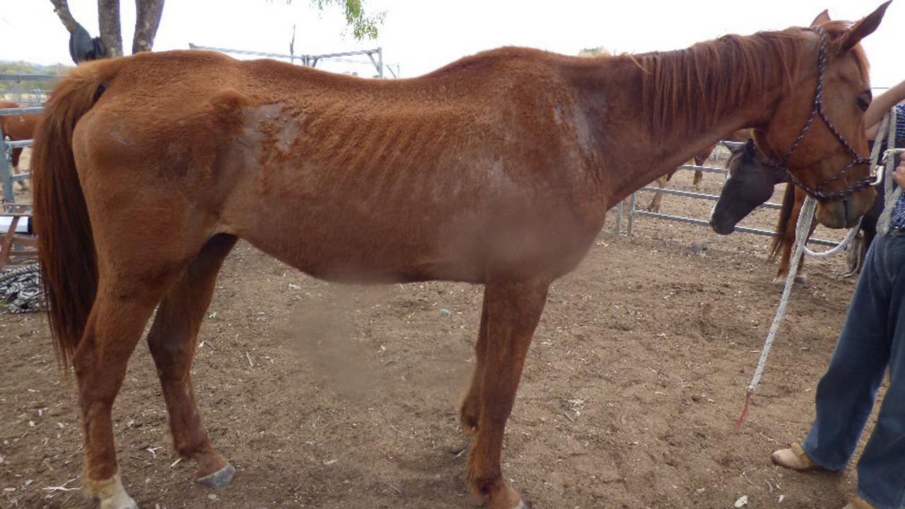 Malnourished horses neglected at a property