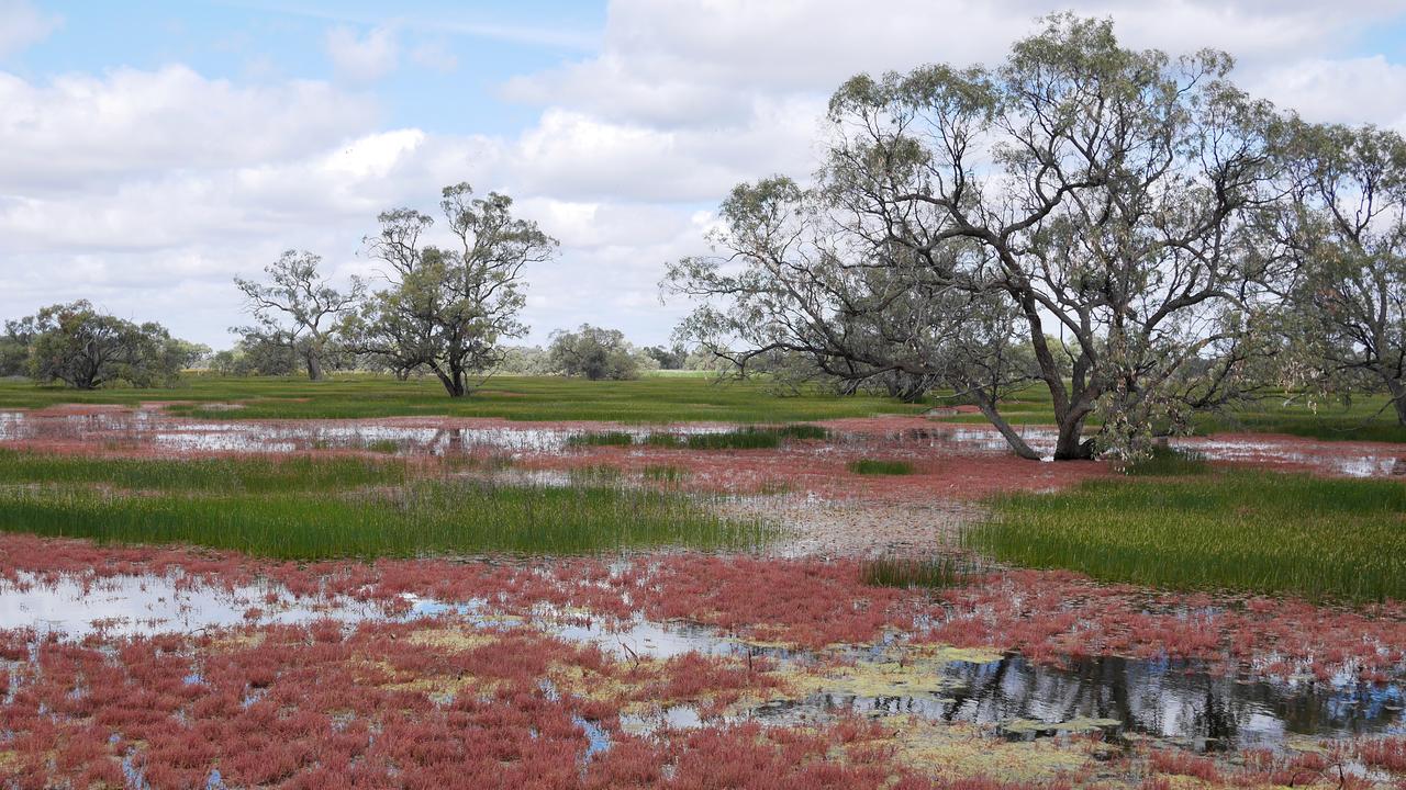 Wetlands near Balranald, NSW