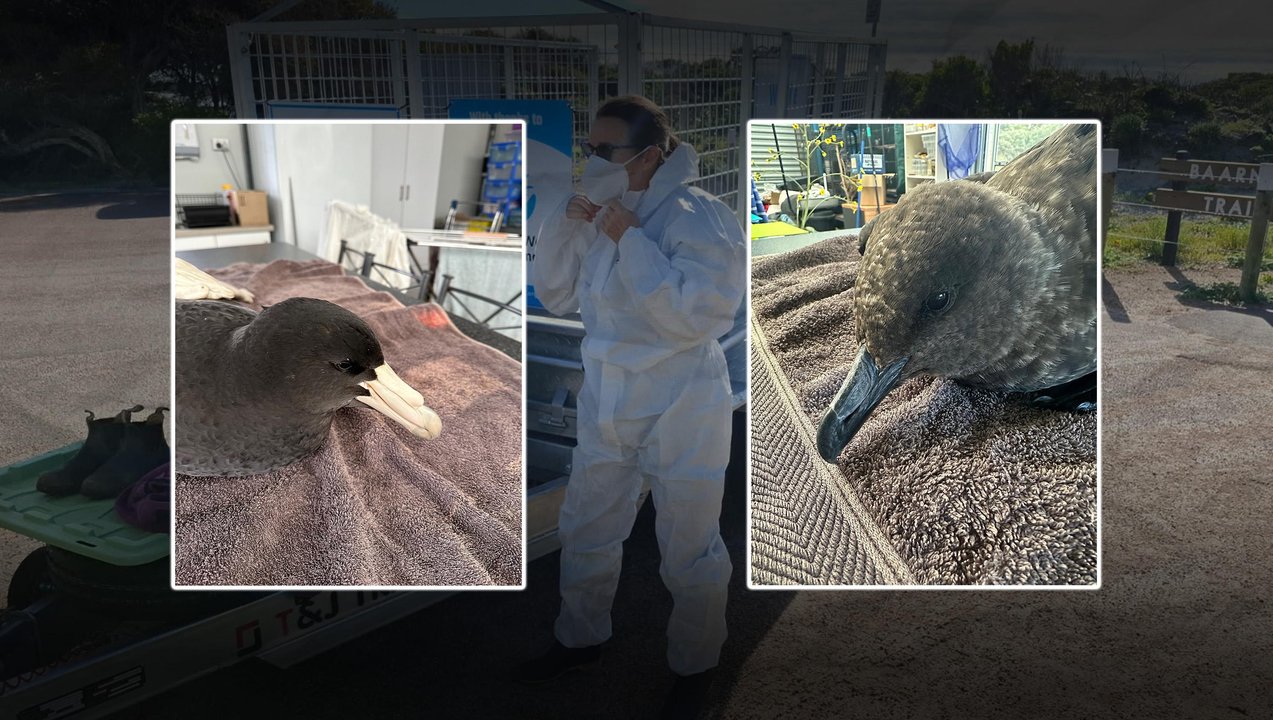 Bird flu graphic