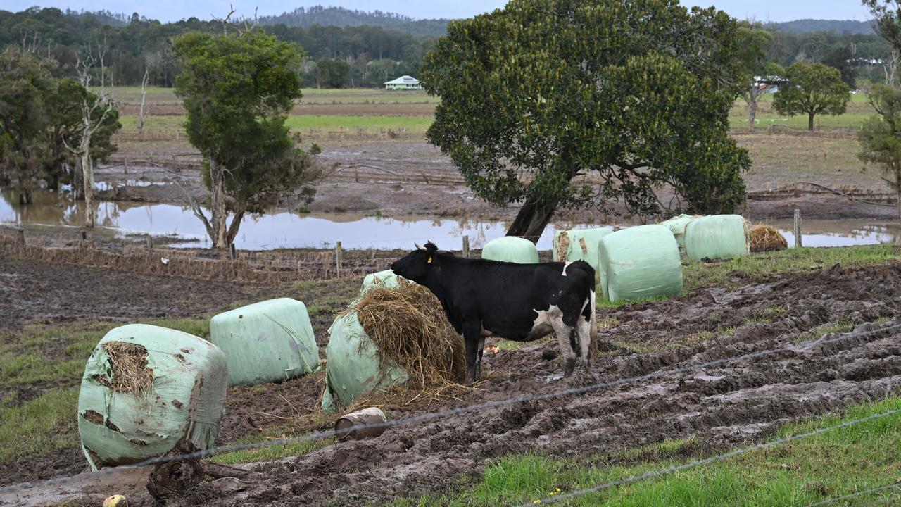 A cow in a field after flooding (file image)