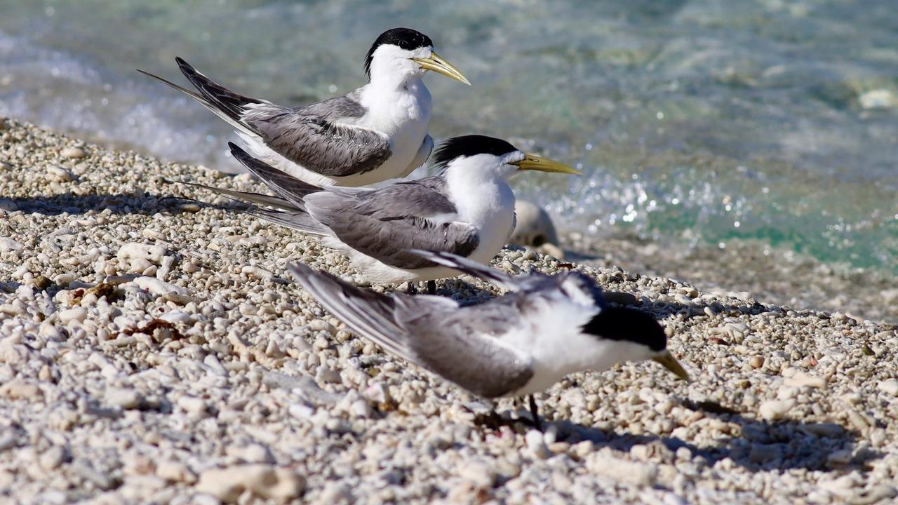 greater crested terns