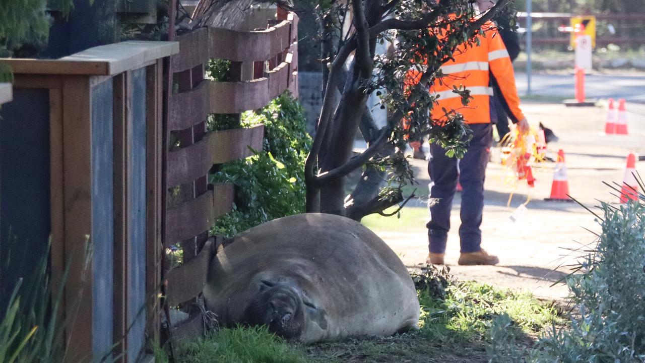 Neil the seal