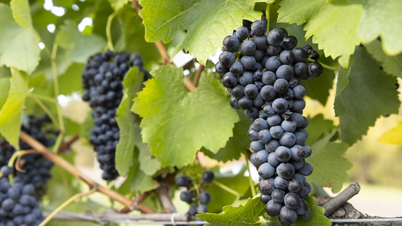 Shiraz grapes