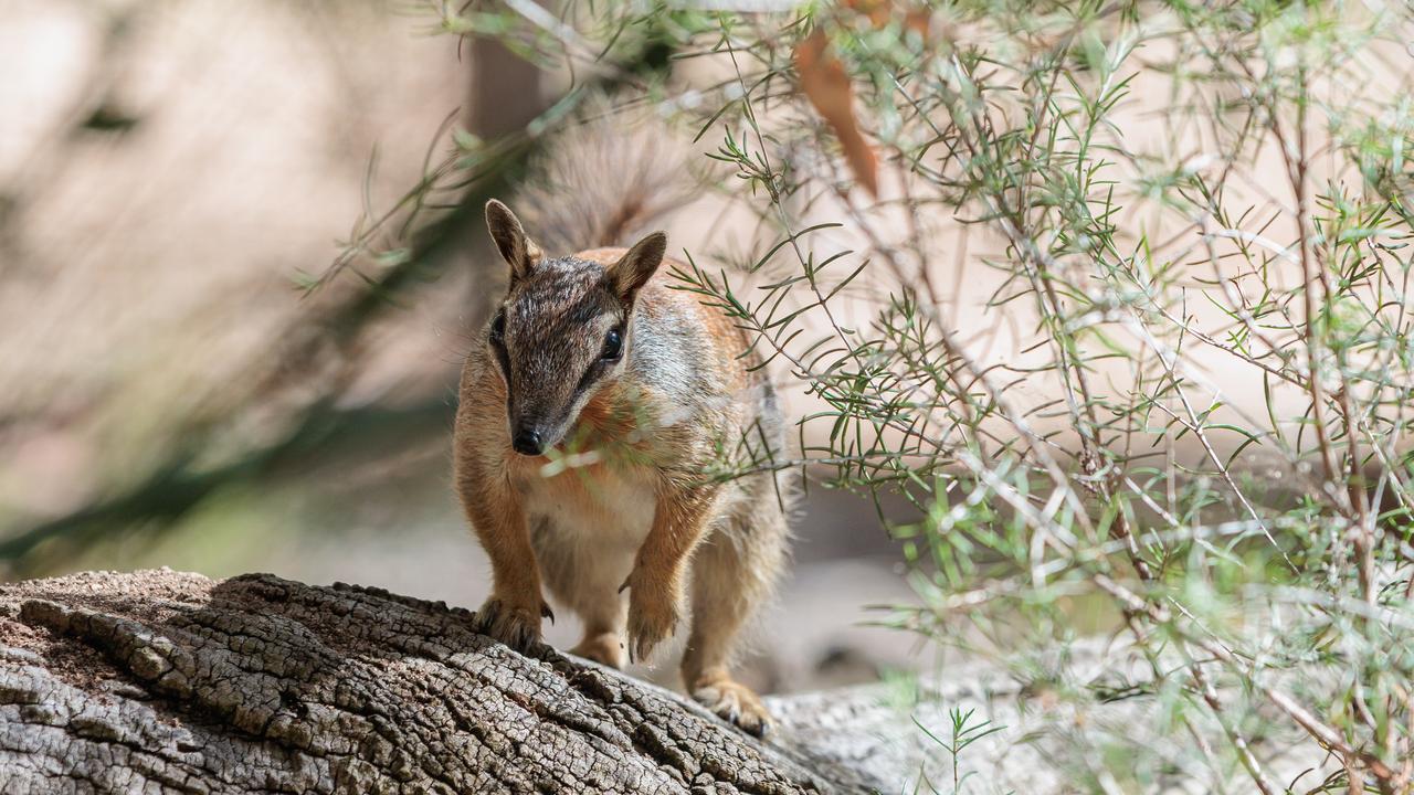 numbat