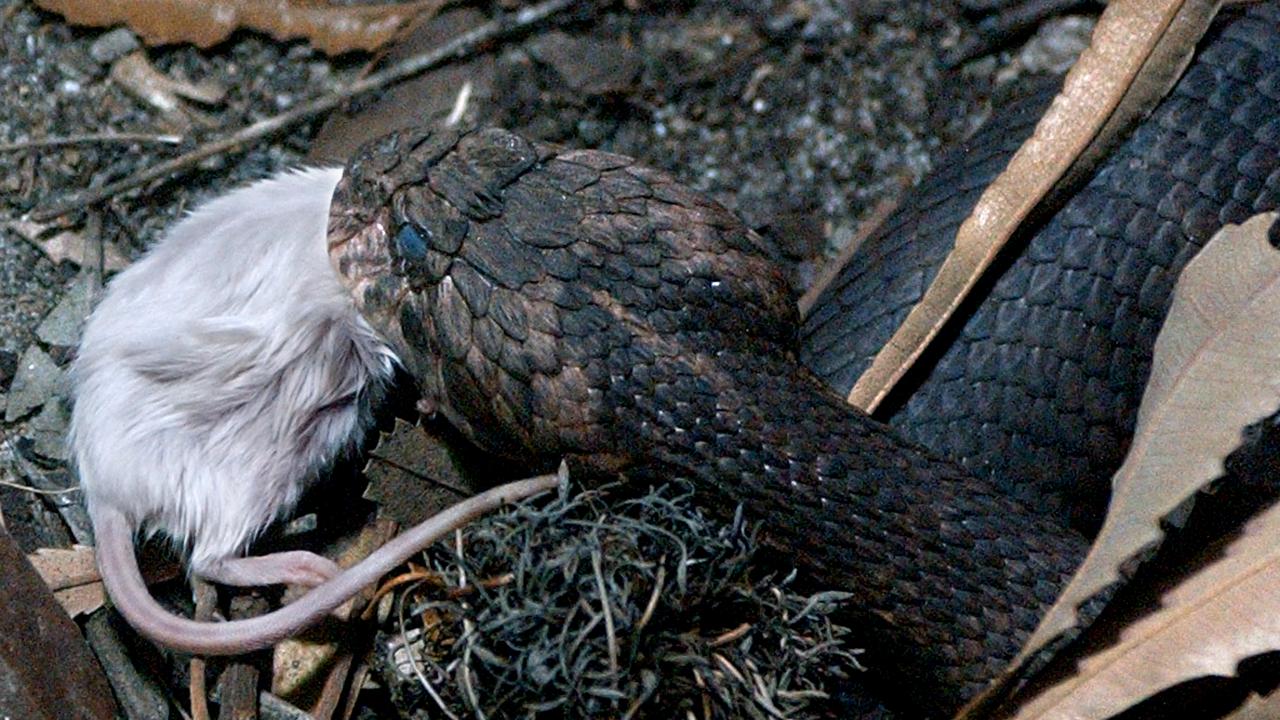 A death adder