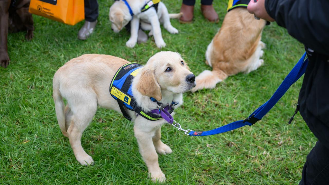 guide dogs 