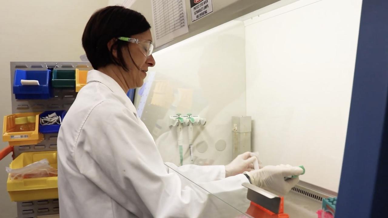 Professor Mary Kavurma working in a laboratory in Sydney