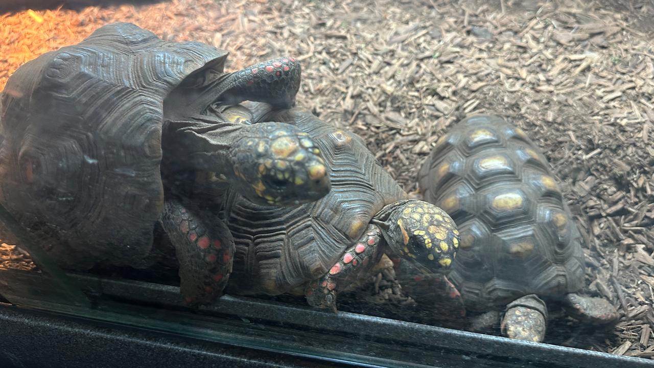 Red-footed tortoises