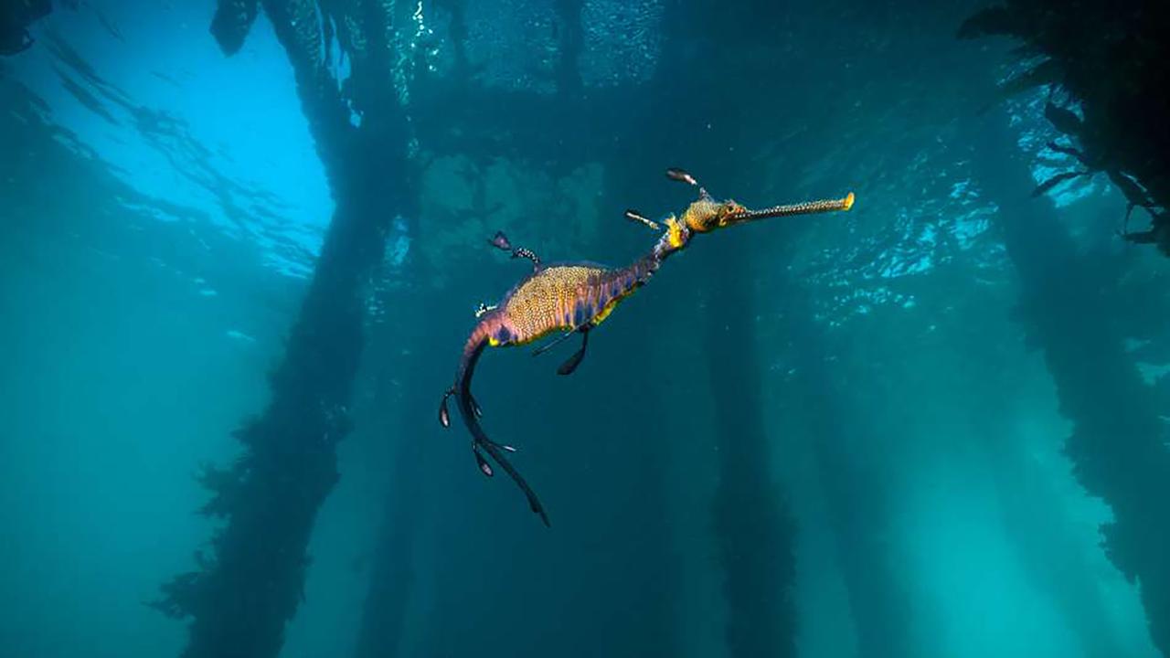 kelp 