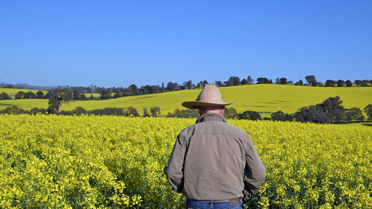 A farmer in a canola field