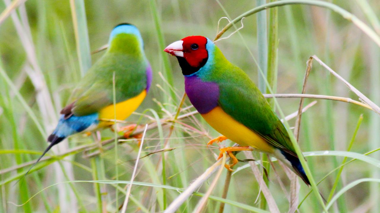 Gouldian Finch