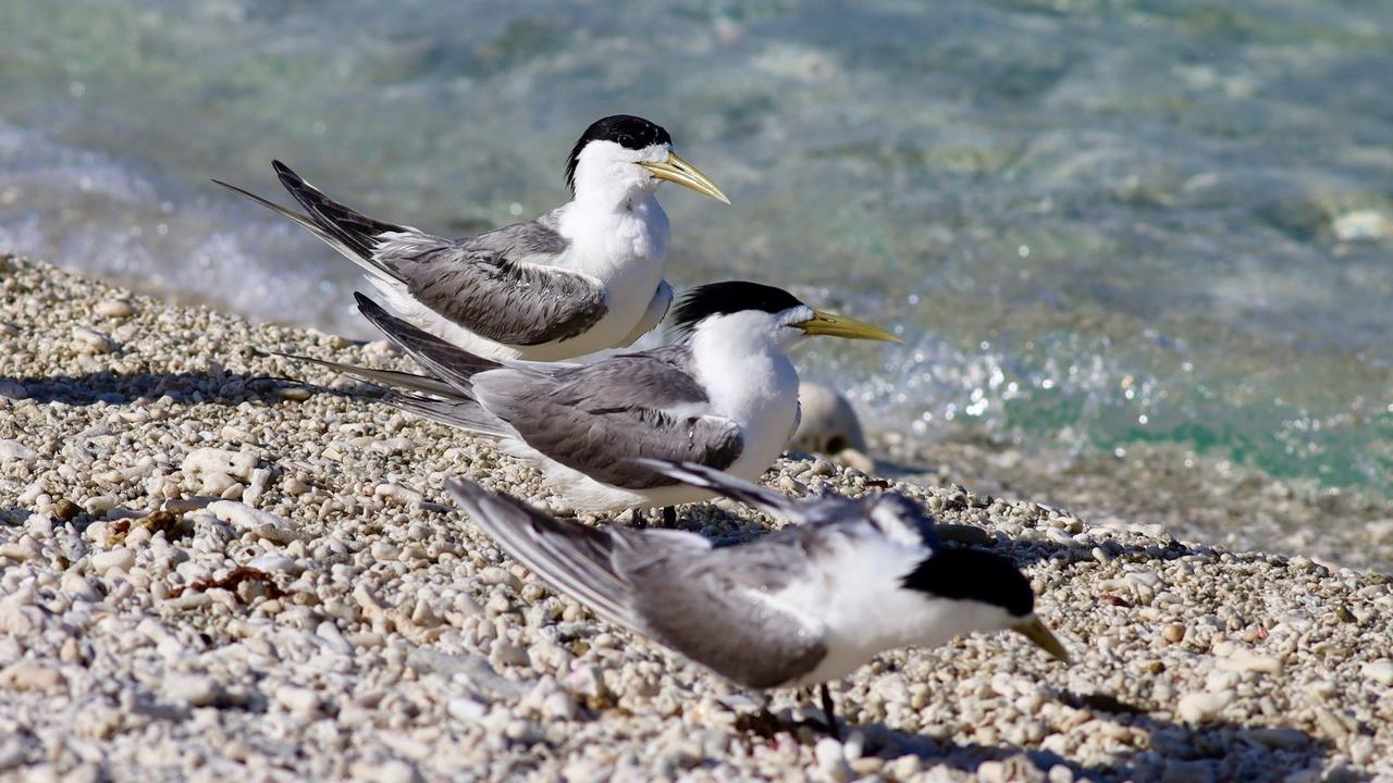 Greater crested terns on Lady Elliott Island, Queensland