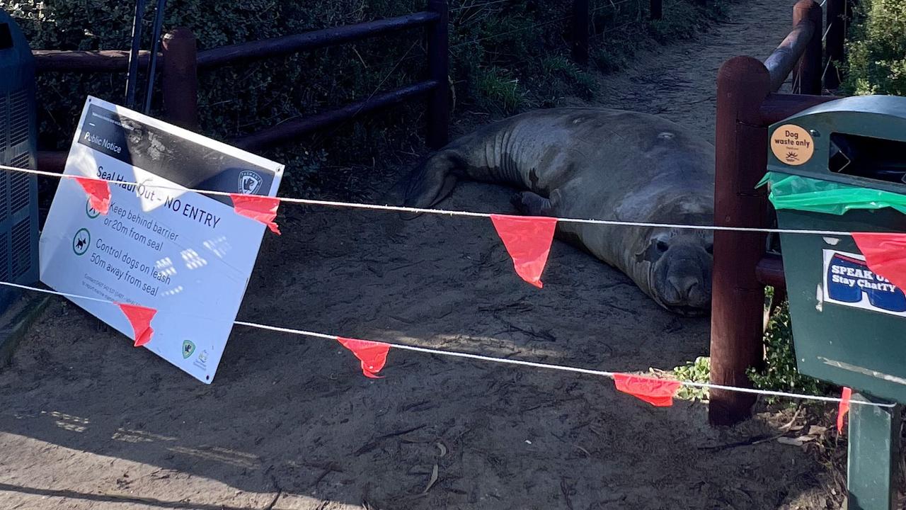 Neil the seal