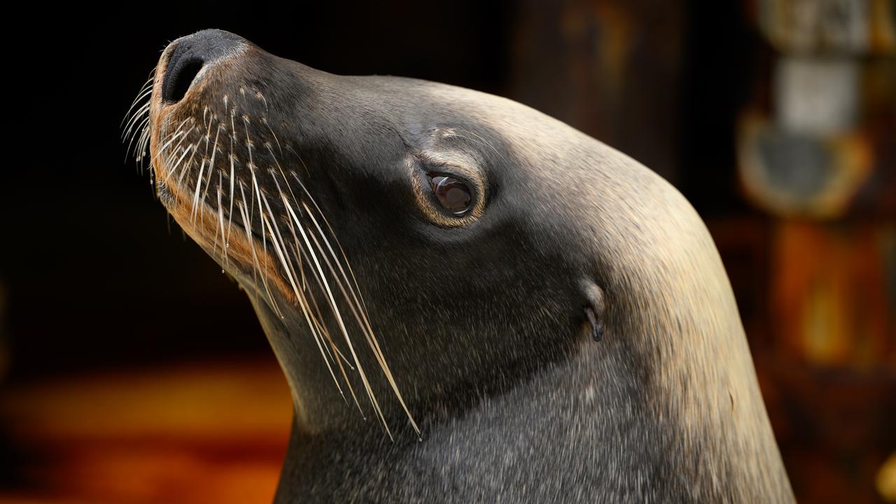 A sea lion