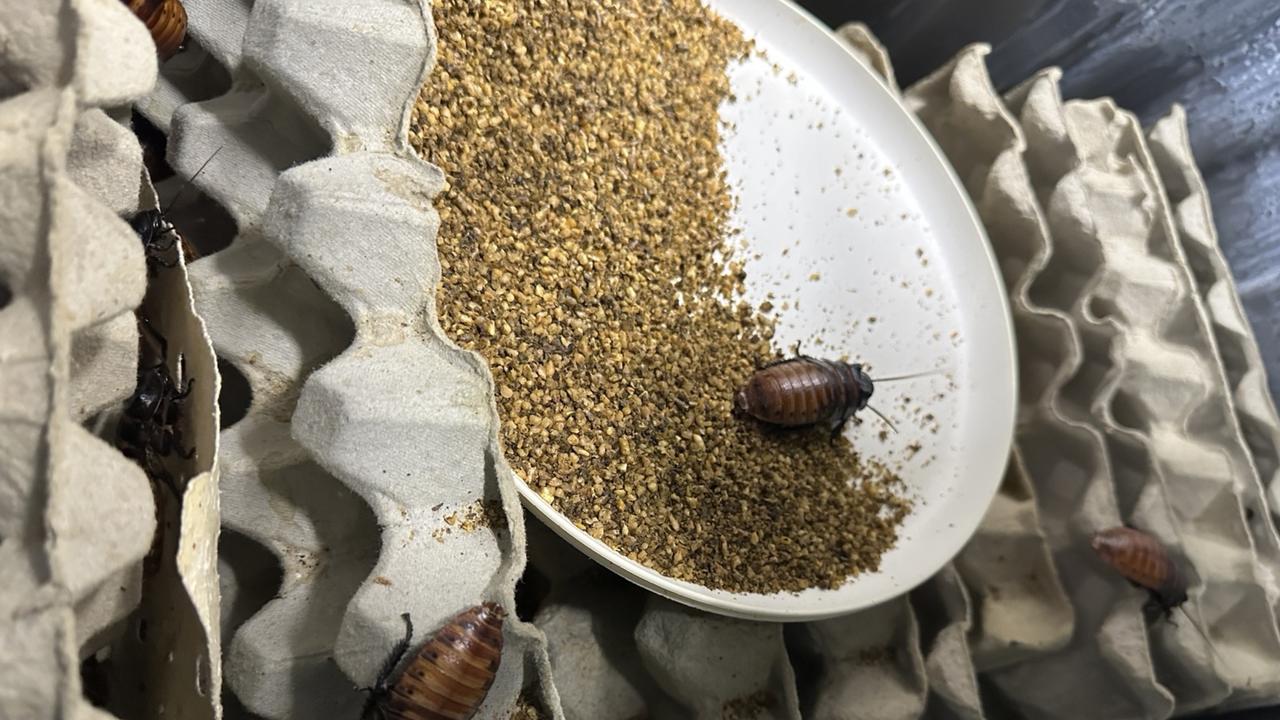 EXOTIC COCKROACHES