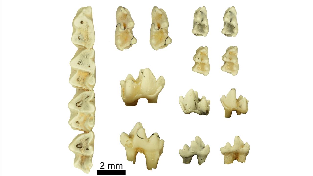 Marsupial teeth find