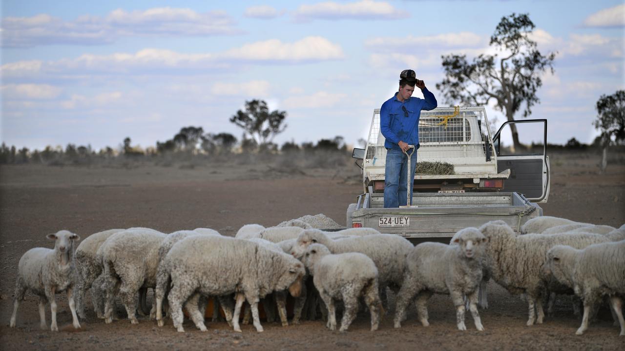 A grazier feeds sheep on a drought-affected property (file image)