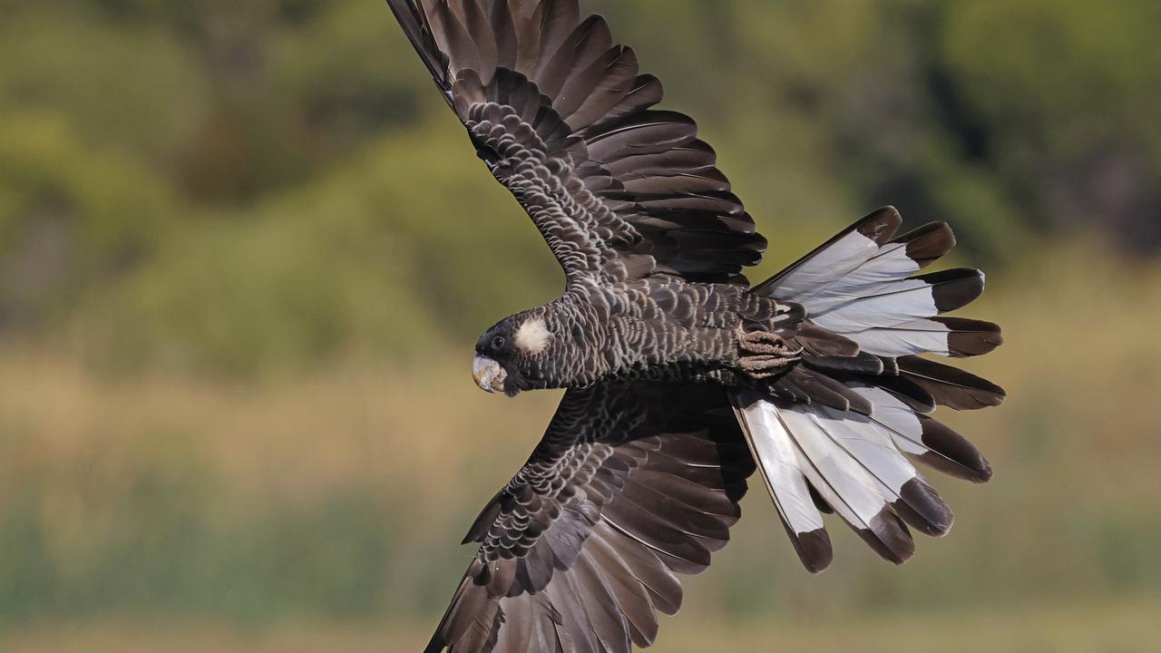 Black cockatoo in flight