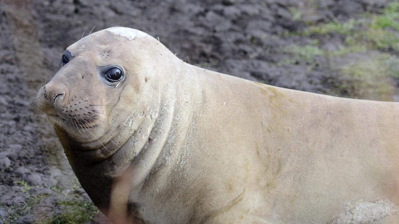 Neil the seal