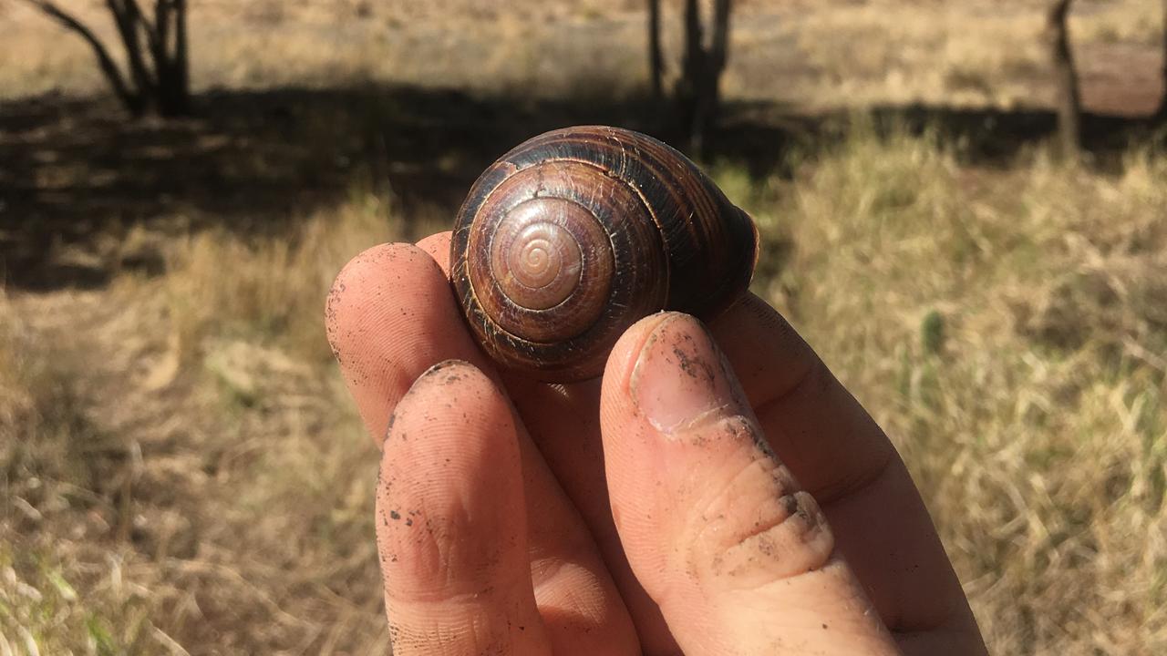 A shell of the Biggenden banded snail in Coalstoun Lakes National Park