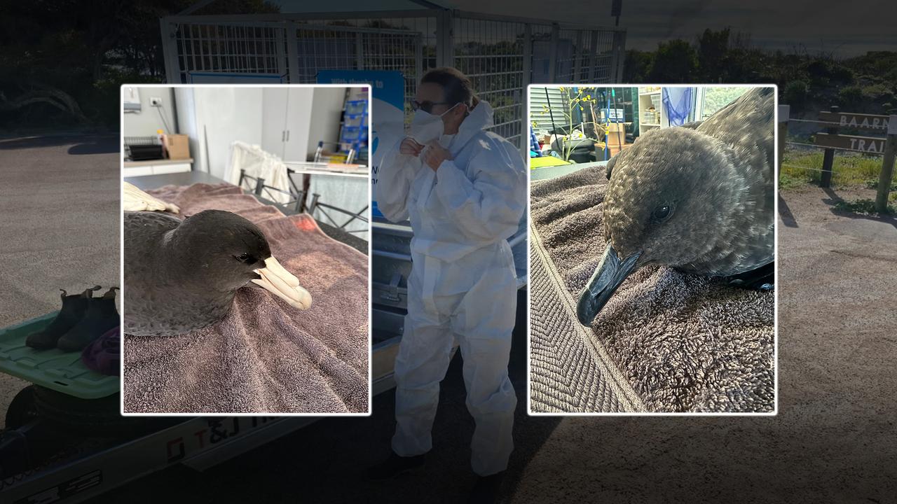 Two of the confirmed cases of the deadly H5N1 bird flu strain