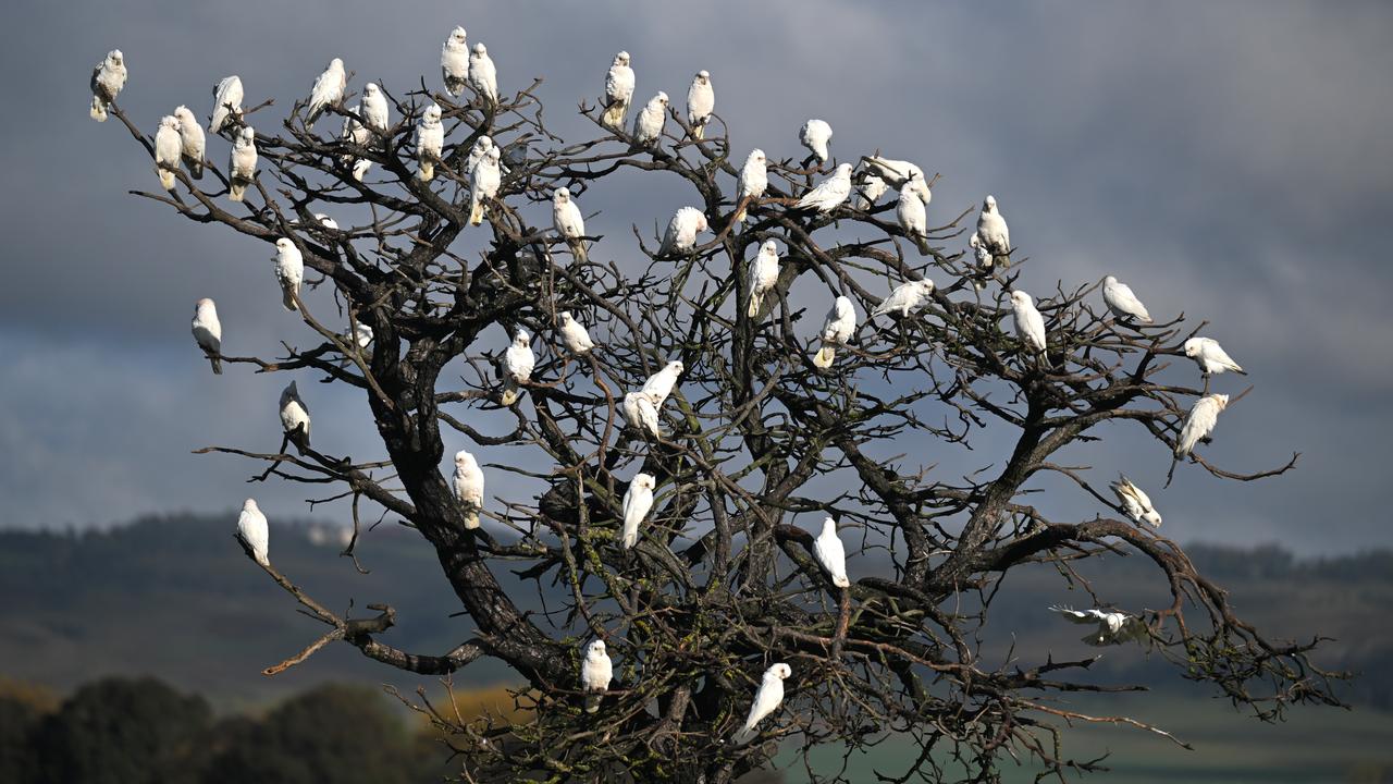 Western corellas are seen at a farm in Bungendore