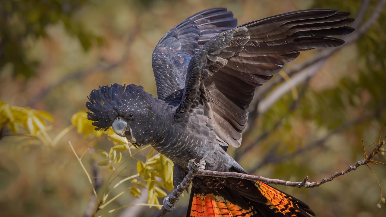 A black cockatoo