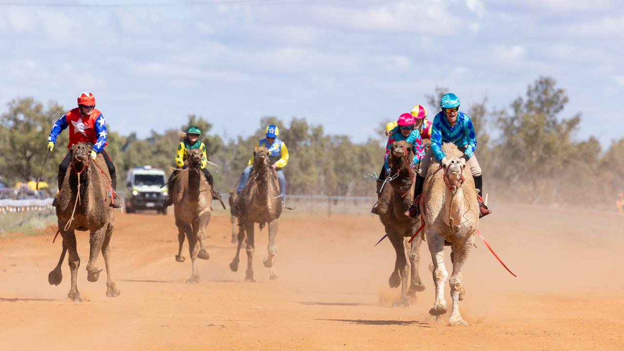 Camel racing