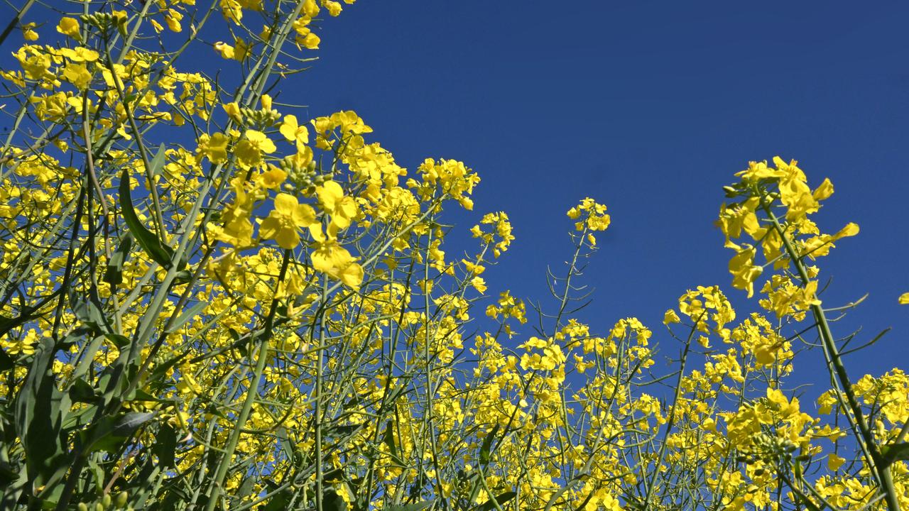 Canola flowers