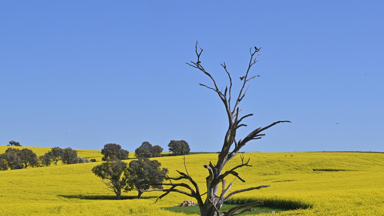 Canola