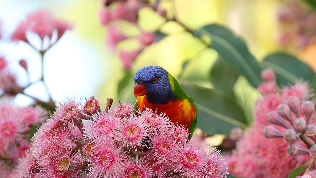A Rainbow Lorikeet