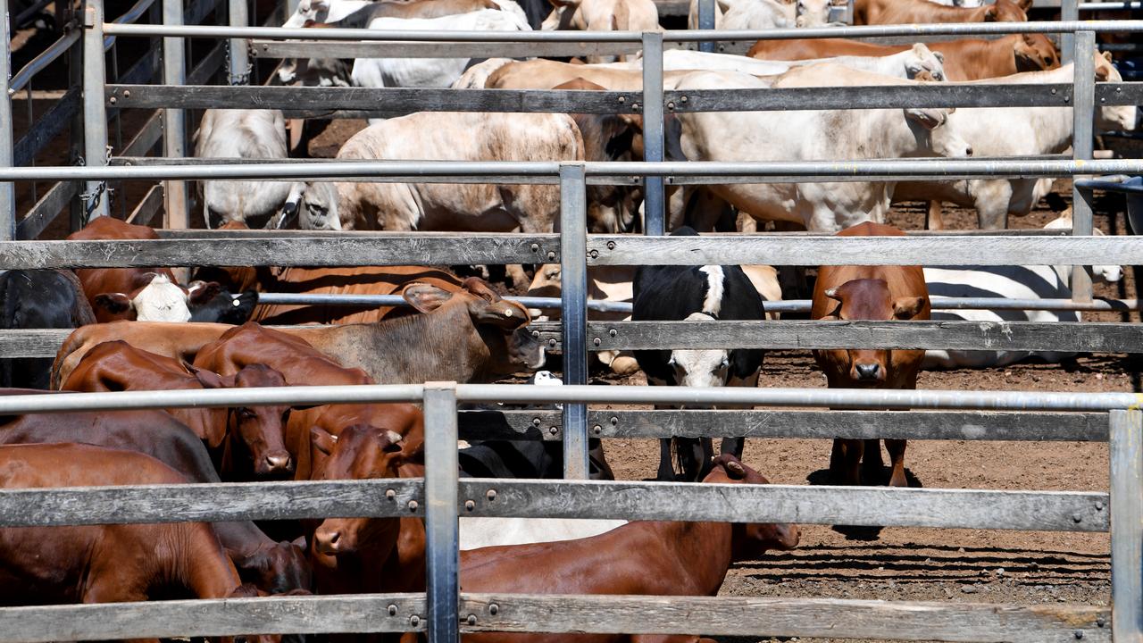 cattle 
