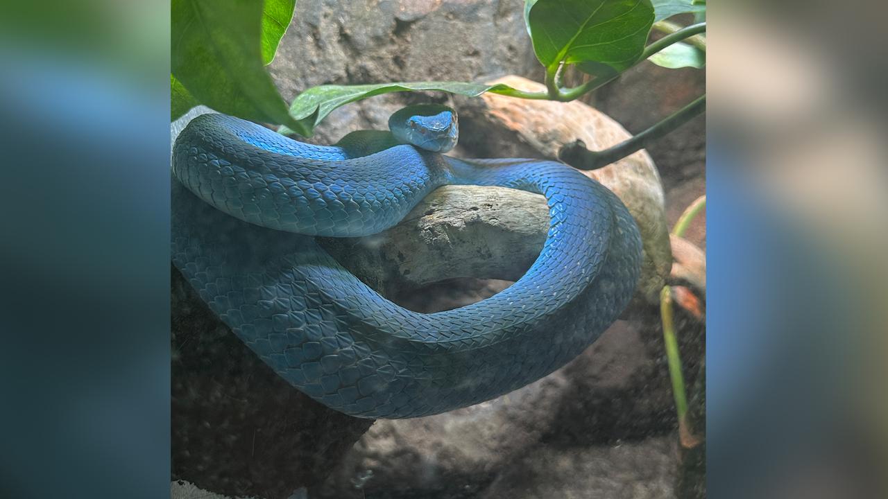 A white-lipped pit viper