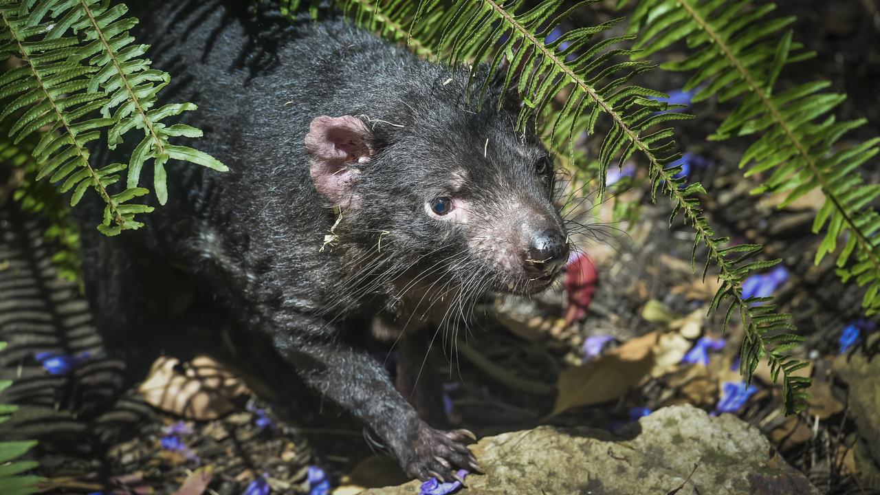 A Tasmanian devil (file image)