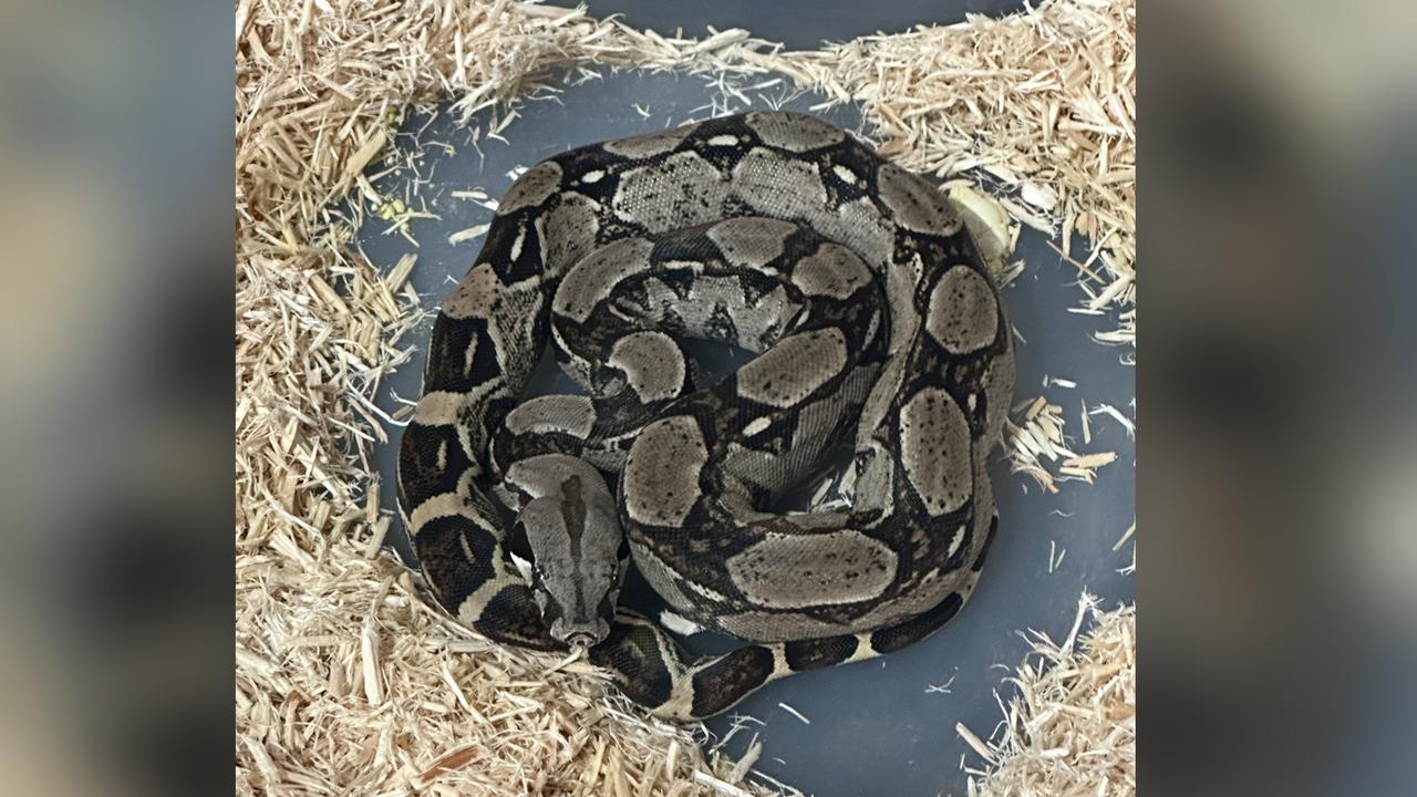 A boa constrictor