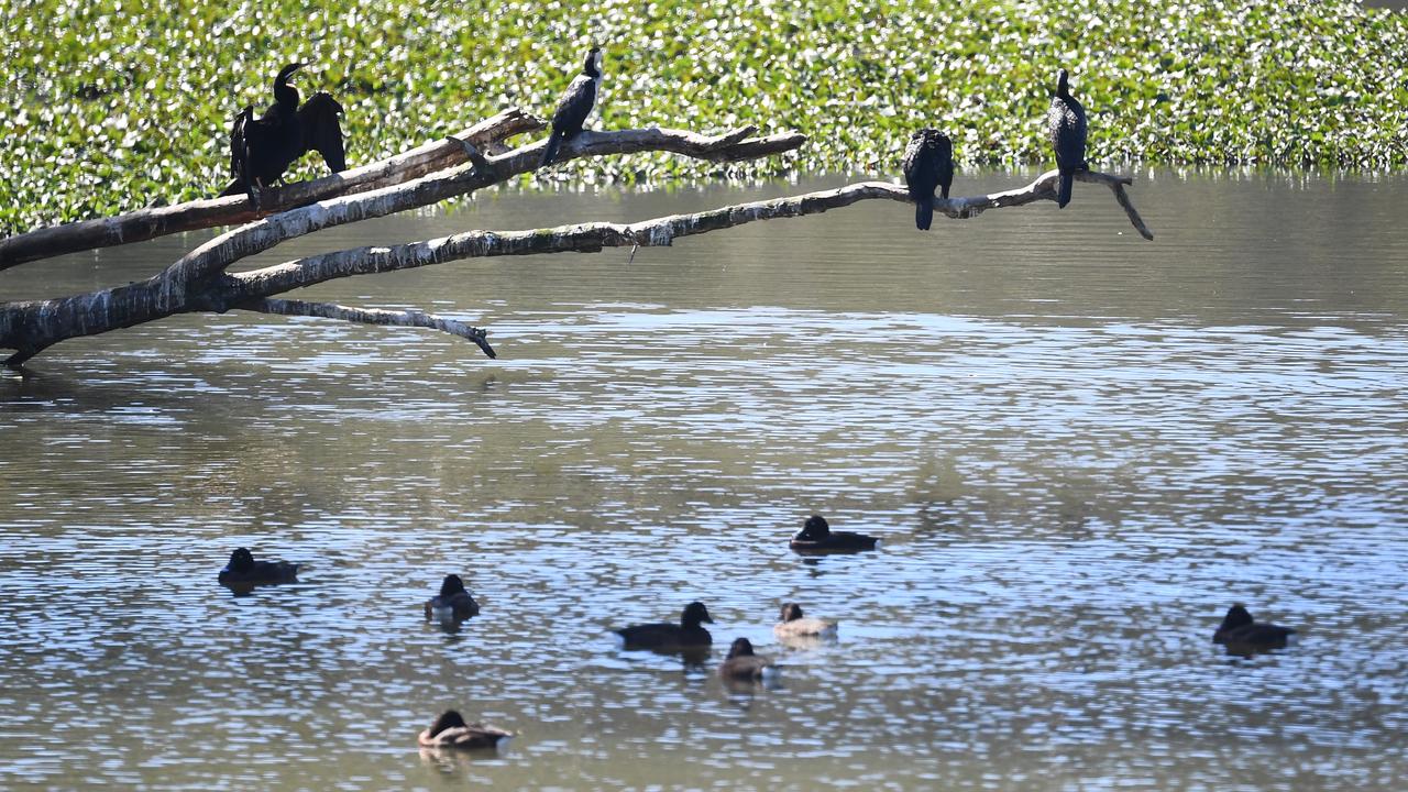 Ducks and cormorants at Logan, south of Brisbane,